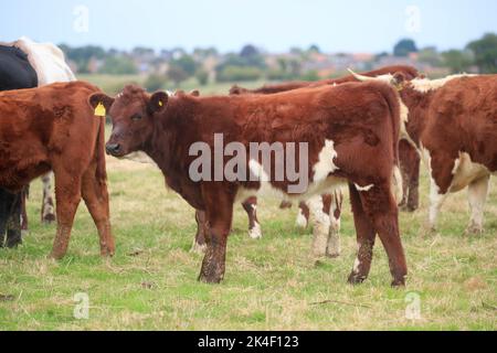 21. September 2022 Rindfleisch Shorthorn und Hereford Kühe und Kälber Stockfoto