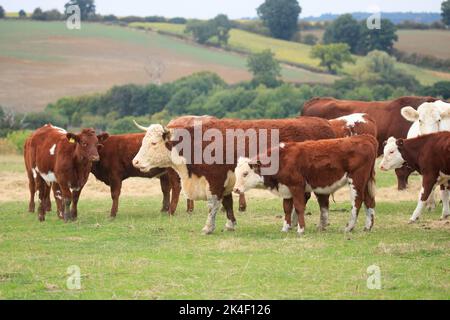 21. September 2022 Rindfleisch Shorthorn und Hereford Kühe und Kälber Stockfoto