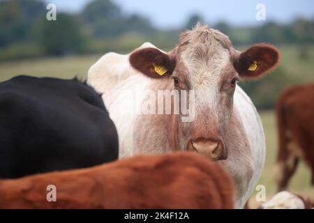 21. September 2022 Rindfleisch Shorthorn und Hereford Kühe und Kälber Stockfoto