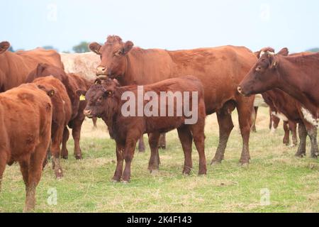 21. September 2022 Rindfleisch Shorthorn und Hereford Kühe und Kälber Stockfoto