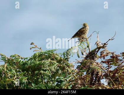 Wiesenpipit (Anthus pratensis) auf der OA-Halbinsel, Insel Islay Stockfoto