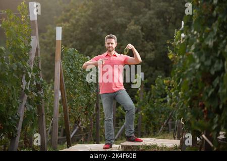 Bauer schneidet Trauben im Weinberg. Mann schneidet Reben. Mann pflückt Rotweintrauben auf Weinreben im Weinberg. Weinlese. Stockfoto