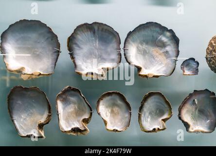 Einige Perlenmuscheln im Mallapuram India Seashell Museum, Chennai Stockfoto