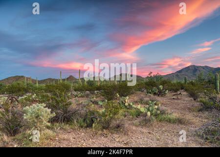 Die Sonoran-Wüste von Arizona in der Abenddämmerung. Saguaro und andere Kakteen bedecken den Wüstenboden; der blaue Himmel darüber ist mit leuchtend rosa Wolken gefüllt. Stockfoto