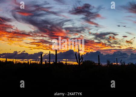 Farbenfrohe Sonnenuntergänge in der Sonoran-Wüste von Arizona. Der Saguaro Kaktus wurde vor einem Hintergrund von Wolken mit brillanten farbigen Wolken silhouettiert. Stockfoto
