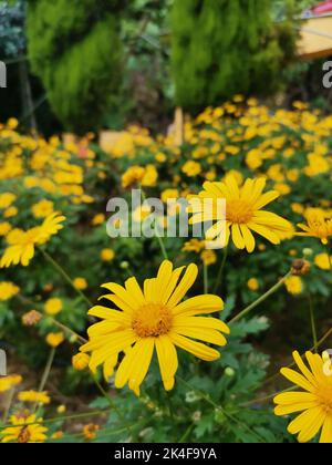 Eine Nahaufnahme der afrikanischen BuschGänseblümchen an einem Sommertag Stockfoto