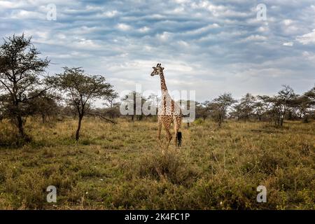 Eine Giraffe im Serengeti Nationalpark, Tansania Stockfoto