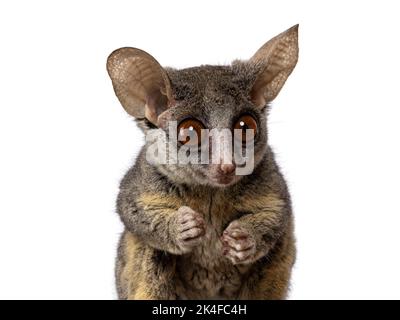 Nahaufnahme des entzückenden südafrikanischen Buschbabys aka Galago Moholi oder Nagapie, mit scheibenförmigen Augen und großen Ohren in Richtung Kamera. Isola Stockfoto