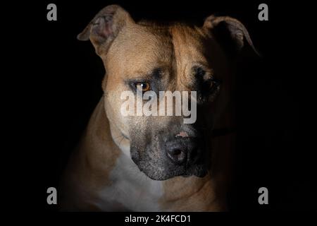 Eine Nahaufnahme eines entzückenden, traurigen braunen Hundegesichts Stockfoto