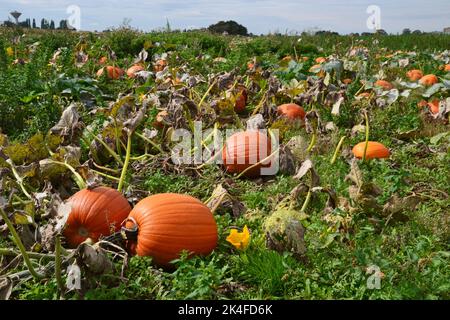 Feld von Kürbissen bereit zur Ernte in Lincolnshire, Großbritannien. September 2022 Stockfoto