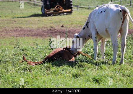 Eine weiße Kuh mit kleinen schwarzen Flecken, die mit einem braunen Pferd auf einem Feld spielt Stockfoto