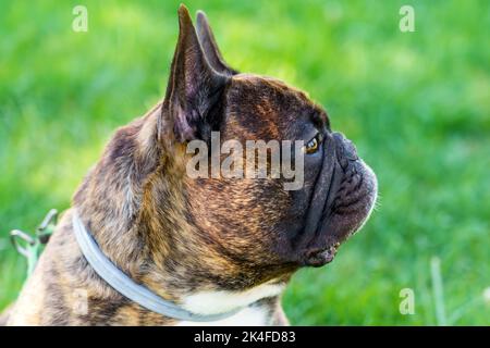 Schöne braune französische Bulldogge auf dem Hintergrund einer grünen Sommerwiese. Niedlicher reinrassiger Haushund. Profilansicht Stockfoto