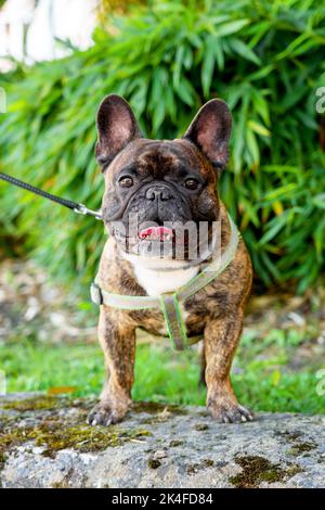 Niedliche braune französische Bulldogge auf einem Spaziergang. Nahaufnahme im Hochformat Stockfoto