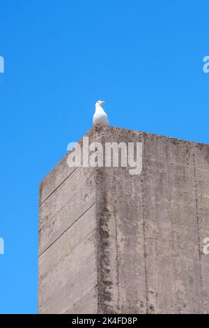 Weiße Möwe sitzt auf einer Steinmauer gegen den blauen Himmel. Vertikaler Rahmen Stockfoto