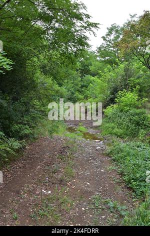 Die Landstraße schlängelt sich durch die Natur, überquert einen kleinen Bach und geht weiter Stockfoto