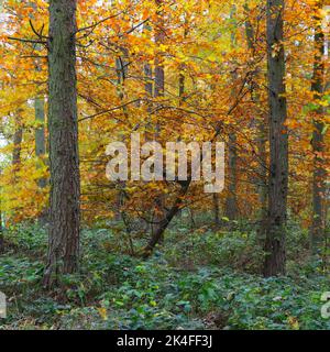 Bunte Waldlandschaft im Herbst. County Durham, England, Großbritannien. Stockfoto