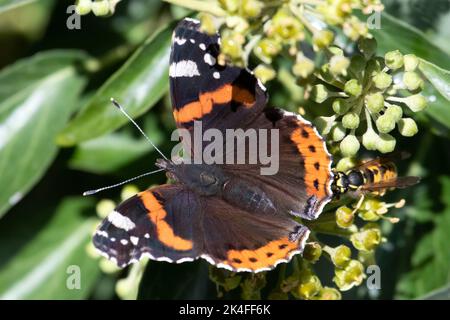 Red Admiral Butterfly und Wespe teilen sich eine Pflanze in Wicken Fen in Cambridgeshire England, Oktober 1. 2022 Stockfoto