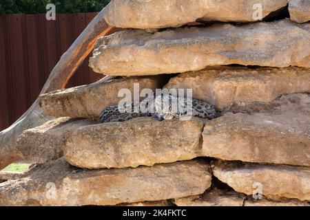 Snow Leopards Bioparc Doue la Fontaine Stockfoto