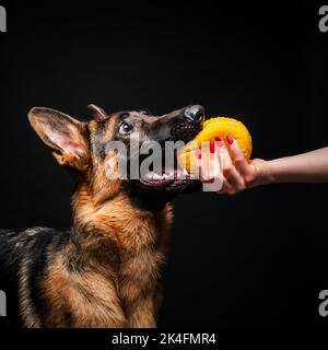Eine Frau mit einem deutschen Schäferhund, gelbem Spielzeug. Nahaufnahme auf einem isolierten schwarzen Hintergrund. Stockfoto