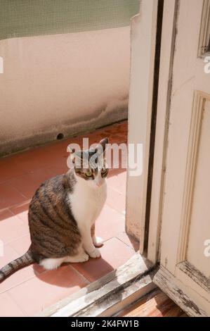 Tabby und weiße Katze Sonnenbaden. Stockfoto