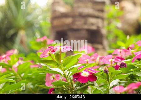 Rosa periwinkle oder catharanthus eine Menge. Blumengarten, Blumenbeet. Catharanthus roseus, Madagaskar periwinkle, Vinca, Alte Magd, Cayenne-Jasmin, Rose pe Stockfoto