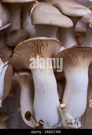 King Oyster-Pilze sind fleischige Pilze, die zum Braten aufstehen. Sie haben eine pikante oder Umami-Qualität. Ein natürlicher Ersatz für Fleisch. Organisch Stockfoto