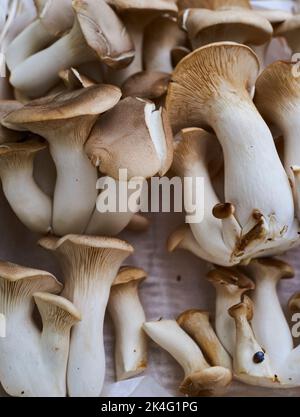 King Oyster-Pilze sind fleischige Pilze, die zum Braten aufstehen. Sie haben eine pikante oder Umami-Qualität. Ein natürlicher Ersatz für Fleisch. Organisch Stockfoto