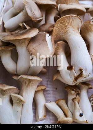 King Oyster-Pilze sind fleischige Pilze, die zum Braten aufstehen. Sie haben eine pikante oder Umami-Qualität. Ein natürlicher Ersatz für Fleisch. Organisch Stockfoto