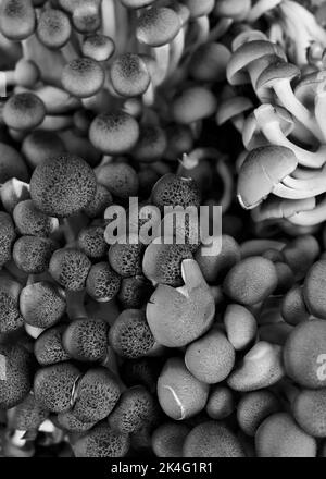 Braune Clamshell-Pilze stehen zum Braten auf. Auch bekannt als buna-himeji oder Brown Beech Pilzes. Biologisch, gewirtschaftet aus den Wäldern von NJ, USA Stockfoto