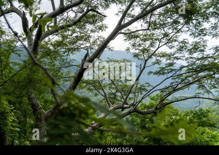 Bäume umrahmt Berge, huentitan Canyon in guadalajara, Berge und Bäume, grüne Vegetation und Himmel mit Wolken, mexiko Stockfoto