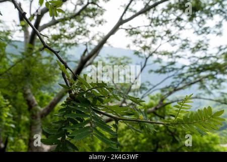 Bäume umrahmt Berge, huentitan Canyon in guadalajara, Berge und Bäume, grüne Vegetation und Himmel mit Wolken, mexiko Stockfoto