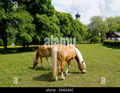 Wunderschöne Palomino-Pferde grasen auf der sonnenbeschienenen grünen Wiese im bayerischen Dorf Bernried mit einer alten Kirche im Hintergrund, Bayern, Deutschland Stockfoto