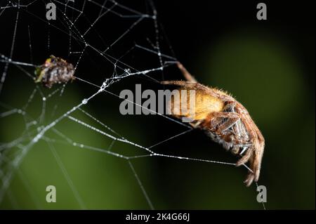 Seitenansicht der Spinne, die auf dem Netz sitzt, Nahaufnahme Stockfoto