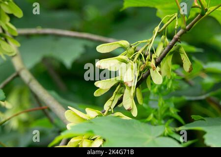 Detail des Ahornholzbaums (Acer pseudoplatanus) Stockfoto