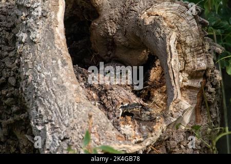 Kleine Eule versteckt sich Stockfoto