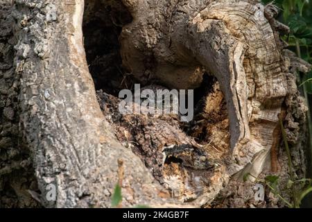 Kleine Eule versteckt sich Stockfoto