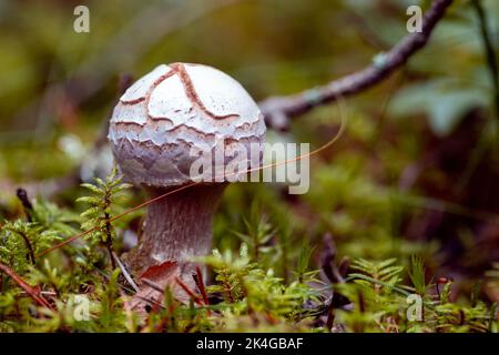 Pilze auf dem Waldboden im Herbstwald. Stockfoto