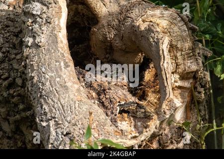 Kleine Eule versteckt sich Stockfoto