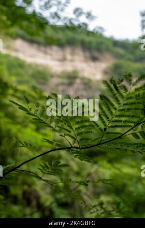 Bäume umrahmt Berge, huentitan Canyon in guadalajara, Berge und Bäume, grüne Vegetation und Himmel mit Wolken, mexiko Stockfoto