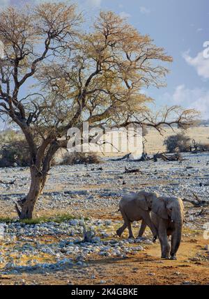 Zwei Elefanten, die neben einem Baum mit Buschveld-Hintergrund laufen Stockfoto