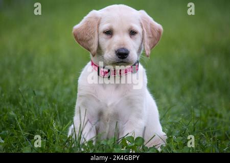 Entzückender 8 Wochen alter labrador Retriever Welpe mit rosa Kragen Stockfoto