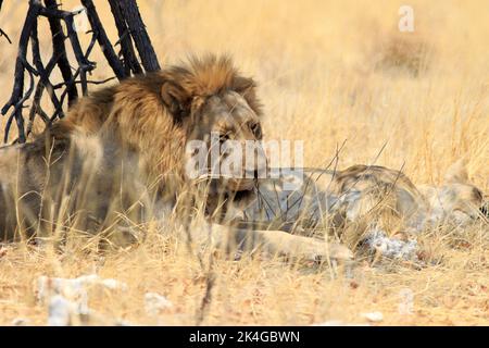 Paar paarende Löwen, die Löwin legt sich hin und das Männchen sitzt auf - mit guter Sicht auf das Gesicht gegen gelbes trockenes Gras, Etosha National Park, Na Stockfoto