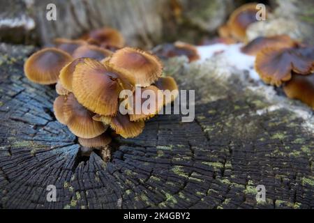 Eine Gruppe kleiner Pilze, die auf einem alten, verfallenen Stumpf in einer Lichtung wachsen Stockfoto