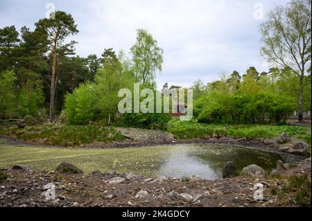 Hamburg, Deutschland. 07.. Mai 2022. Das Wildschweingehege im Wildreservat Klövensteen. Quelle: Jonas Walzberg/dpa/Alamy Live News Stockfoto