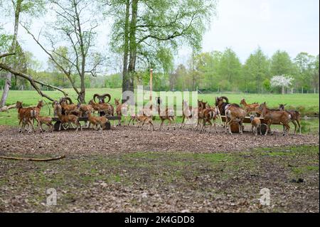 Hamburg, Deutschland. 07.. Mai 2022. Europäischer Mufflon (Ovis gmelini musimon) in ihrem Gehege im Wildreservat Klövensteen. Quelle: Jonas Walzberg/dpa/Alamy Live News Stockfoto