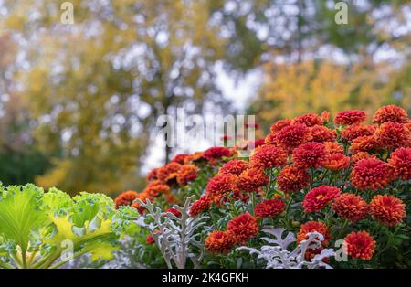 Rote und orangefarbene Chrysanthemen blühen im Herbstgarten. Stockfoto