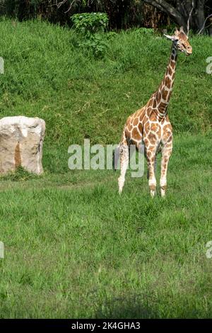 Giraffa camelopardalis reticulata Giraffe auf der Suche nach Nahrung in einem grünen Feld voller Vegetation, mexiko, Stockfoto