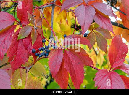 Rote Blätter von girlish Trauben oder Virginia Creeper, Parthenocissus quinquefolia. Natürliche Farben des Herbstes. Stockfoto