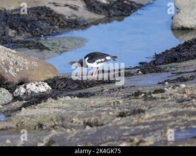 Austernfischer (Haematopus ostragegus) Stockfoto