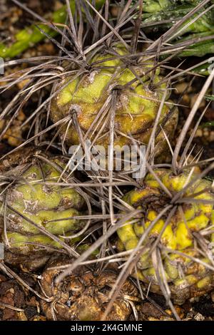 Dornen eines Tephracactus (Tephracactus aoracanthus) Stockfoto